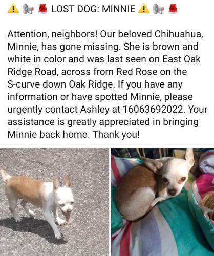 Lost Female Dog last seen Red rose Rd Tallahassee, fl, Woodville, FL 32305