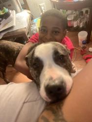 Lost Male Dog last seen Near Tiffany dr, Houston, TX 77085