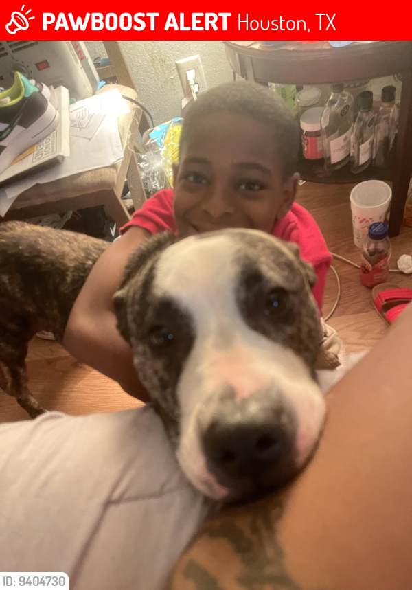 Lost Male Dog last seen Near Tiffany dr, Houston, TX 77085