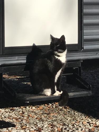 Lost Female Cat last seen Lowe’s, Greenville, SC 29609