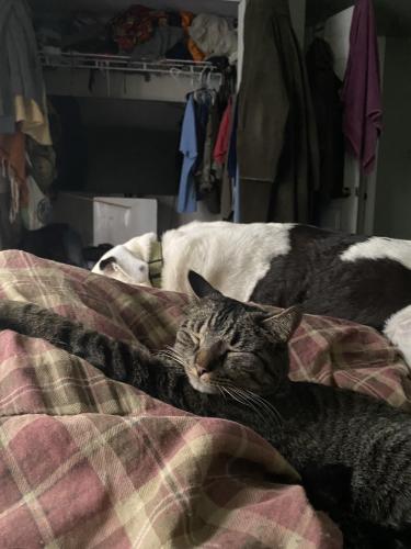 Lost Female Cat last seen Old ranch voyager , Colorado Springs, CO 80920