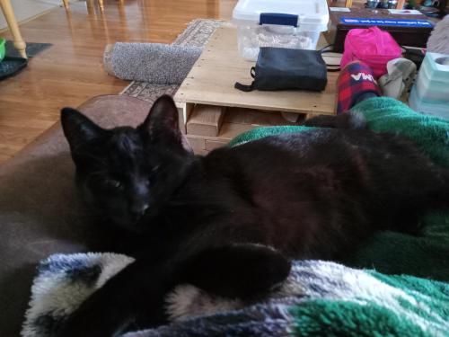 Lost Male Cat last seen Niblick and Elm,boys and girls club and railroad track by trucking company, Decatur, IN 46733