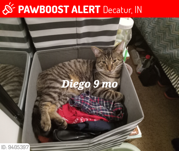 Lost Male Cat last seen Niblick and elm, bots and girls club and railroad tracks by trucking company , Decatur, IN 46733