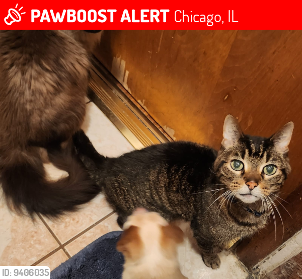 Lost Male Cat last seen 37th and paulina, Chicago, IL 60608