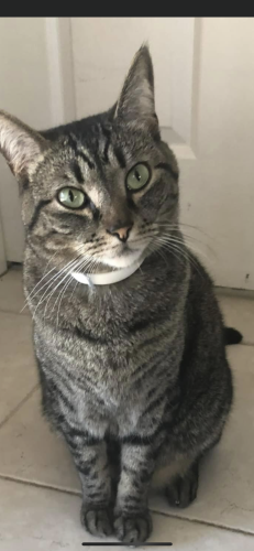 Lost Male Cat last seen Woodgate neighborhood, Tallahassee, FL 32308