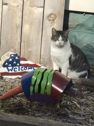 Lost Female Cat last seen Near Huntly Rd, Niles, MI 49120