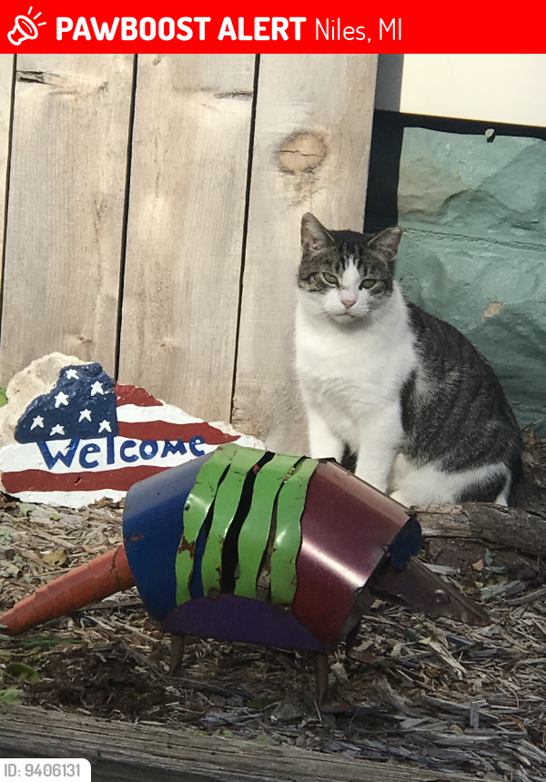 Lost Female Cat last seen Near Huntly Rd, Niles, MI 49120
