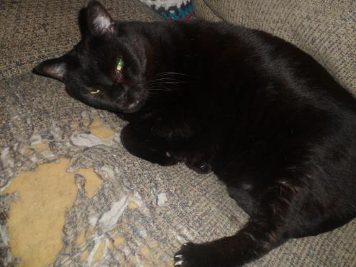 Lost Male Cat last seen South and Reynolds, Toledo, OH 43615