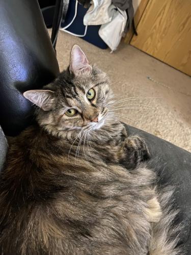 Lost Female Cat last seen Centennial and Pinon Valley , Colorado Springs, CO 80919