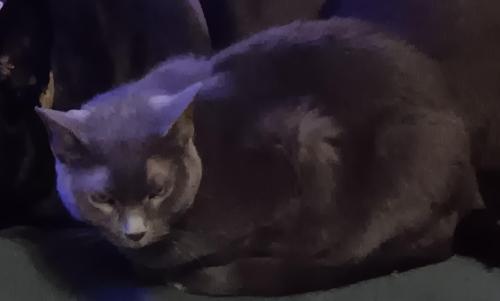 Lost Female Cat last seen Route 27, Westminster, MD 21157