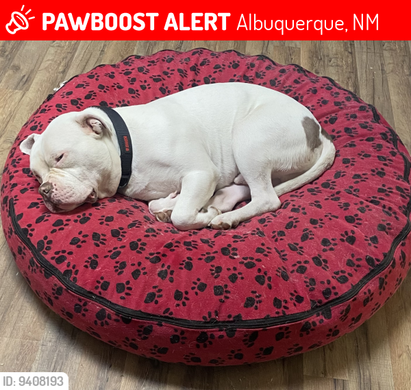 Lost Male Dog last seen Coors and central smiths parking lot, Albuquerque, NM 87121