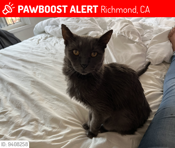 Lost Male Cat last seen Lila Lane and Del Valle Circle , Richmond, CA 94803
