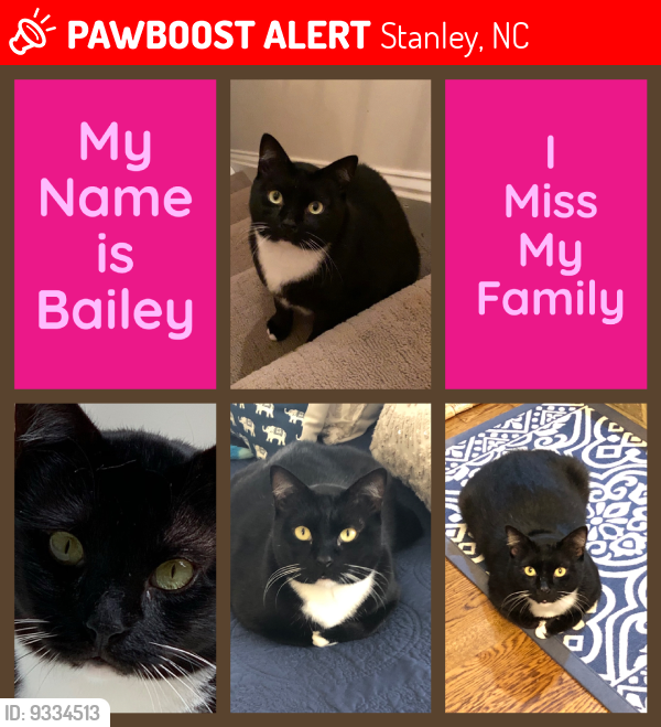 Lost Male Cat last seen Lincoln County - Denver NC  Hwy 73/Nellie Circle - Cowans Ford Area, Stanley, NC 28164
