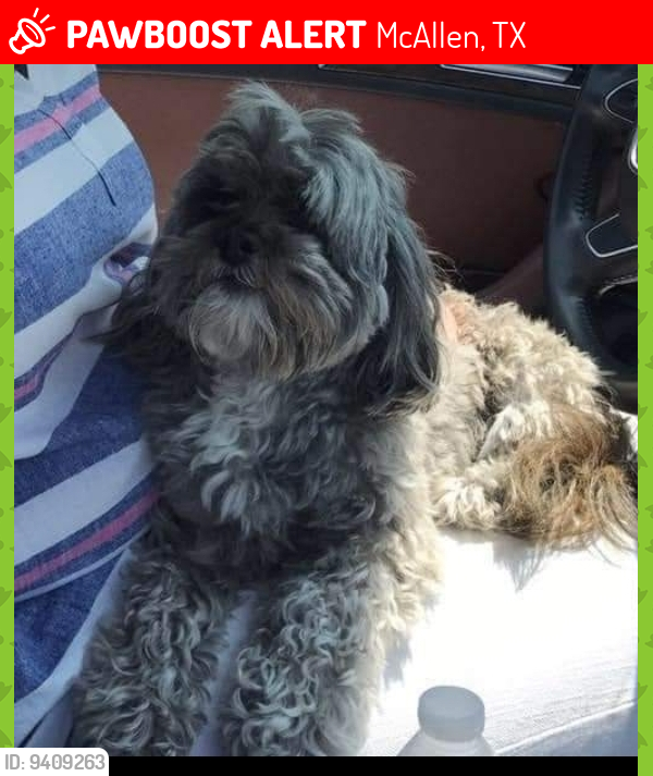 Lost Female Dog last seen 34th St and Violet Ave in McAllen TX, McAllen, TX 78504