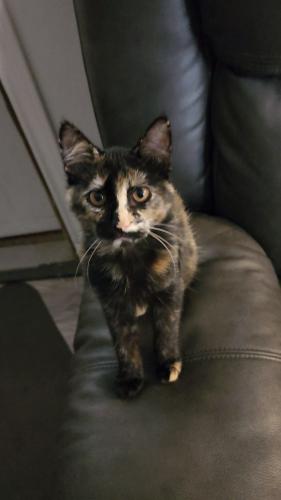 Lost Female Cat last seen Tremont st, Jacksonville, TX 75766