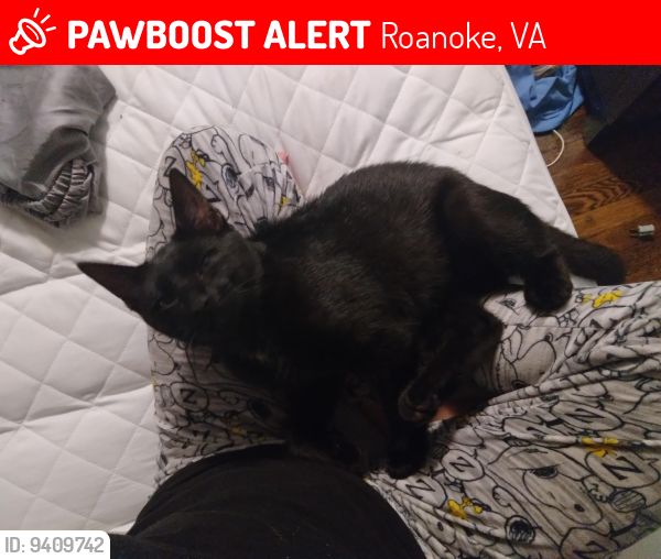 Roanoke, VA Lost Male Cat, Jack Is Missing PawBoost