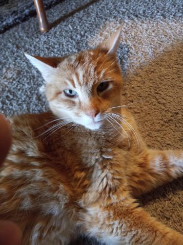 Lost Male Cat last seen Karcher ( hw55) and Lake ave fieldcrest subdivision , Caldwell, ID 83607