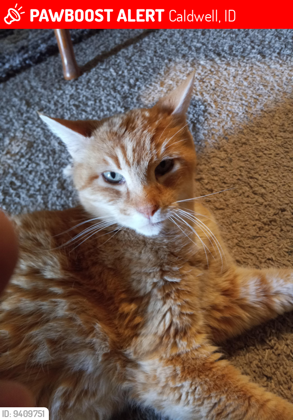 Lost Male Cat last seen Karcher ( hw55) and Lake ave fieldcrest subdivision , Caldwell, ID 83607