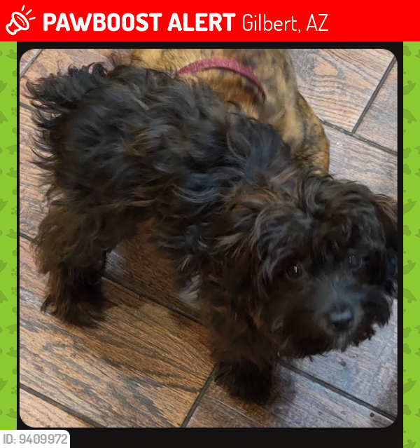 Lost Female Dog last seen Greenfield and Germann , Gilbert, AZ 85297