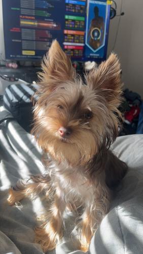 Lost Male Dog last seen Jet Wing, S Academy , & Lakehurst areas, Colorado Springs, CO 80916