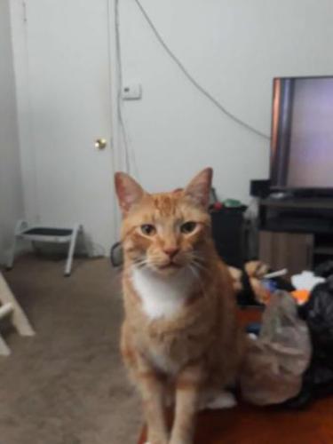 Lost Male Cat last seen Sollers Point Rd. and Dunmanway, Dundalk, MD 21222