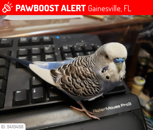 Lost Male Bird last seen NW 32nd ST and NW 56th PL, Gainesville, FL 32653
