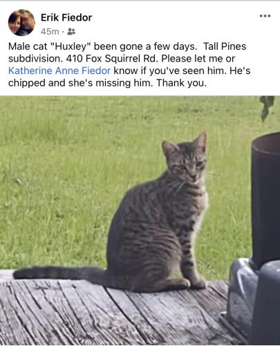 Lost Male Cat last seen White pond road , Elgin, SC 29045