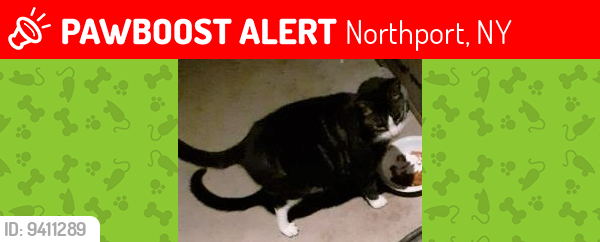 Lost Male Cat last seen Conifer Court, Northport, NY 11768