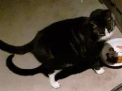 Lost Male Cat last seen Conifer Court, Northport, NY 11768