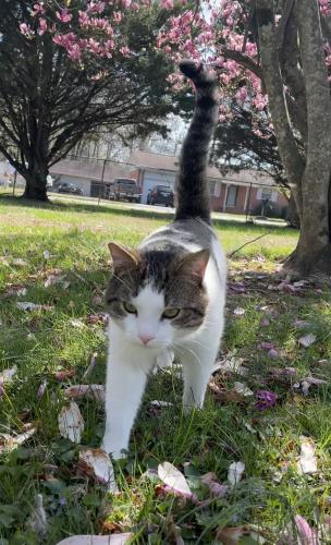 Lost Male Cat last seen Barnhardt Circle , Fort Oglethorpe, GA 30742