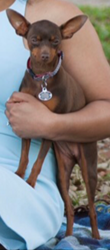 Lost Female Dog last seen Lake Cyrus Community, Hoover, AL 35244