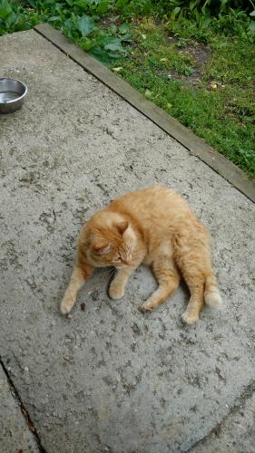 Lost Male Cat last seen 16th st se, Cedar Rapids, IA 52401