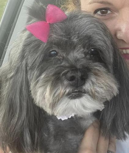 Lost Female Dog last seen Violet Avenue and 34th Street, McAllen, TX 78504