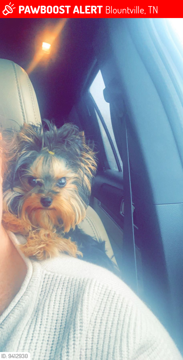 Blountville, TN Lost Female Dog, Paisley Is Missing PawBoost