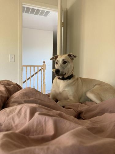 Lost Male Dog last seen Ray and signal butte, Mesa, AZ 85212
