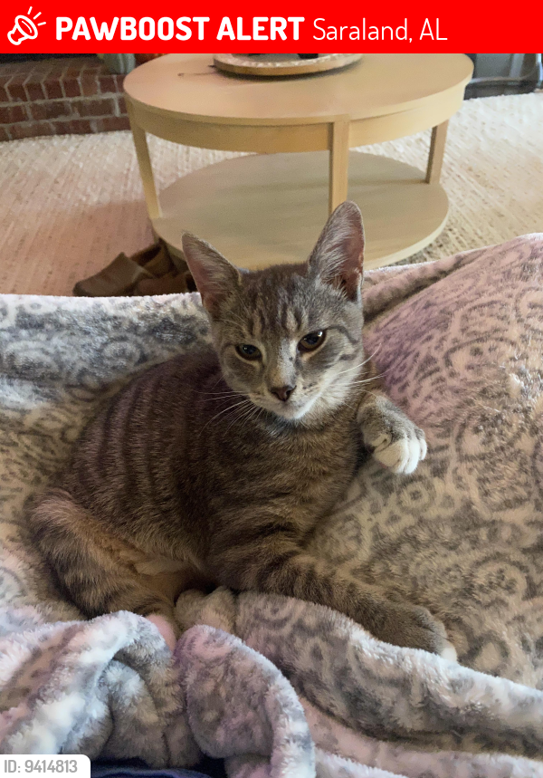 Lost Male Cat in Saraland, AL 36571 Named Kermit (ID 9414813) PawBoost