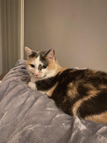 Lost Female Cat last seen Halter Lane, Reston Virginia, Reston, VA 20191