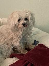 Lost Male Dog last seen Lawrence St./ East Lone Mountain Rd. North las vegas, North Las Vegas, NV 89081