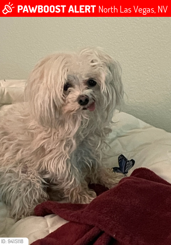 Lost Male Dog last seen Lawrence St./ East Lone Mountain Rd. North las vegas, North Las Vegas, NV 89081