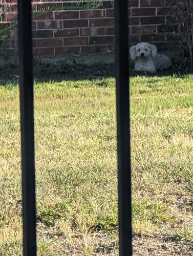 Found/Stray Unknown Dog last seen On side of Rock Castle Assistant Living  inside metal fence, side facing Colannade, Arlington, TX 76018
