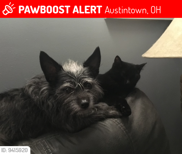 Lost Female Dog last seen South Edgehill & Mahoning Ave, Austintown, OH 44515