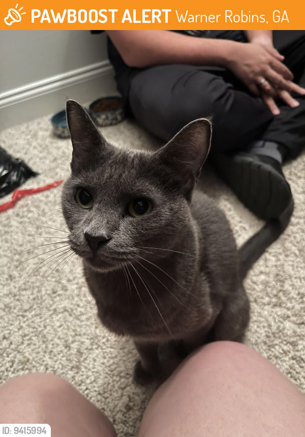 Warner Robins, GA Stray Cat Found Near Near Lakeview Road, Warner