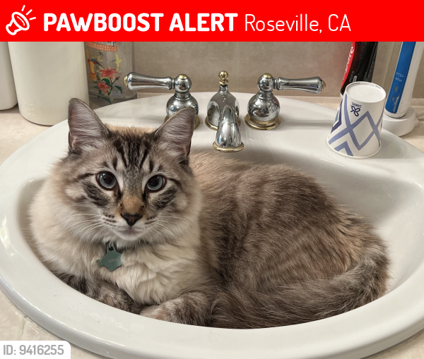 Lost Male Cat last seen On golf course at Woodcreek Oaks and Pleasant Grove, Roseville, CA 95747