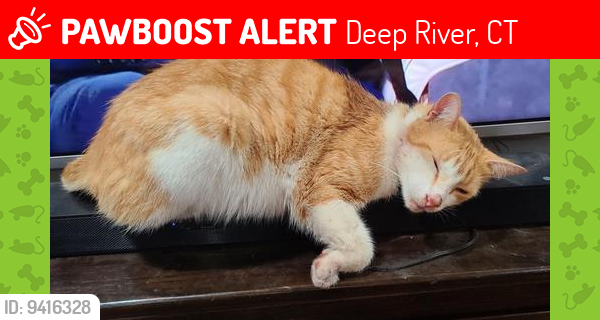 Lost Male Cat last seen Lobb Lane/LongHill/Book Hill Rd, Deep River, CT, Deep River, CT 06417