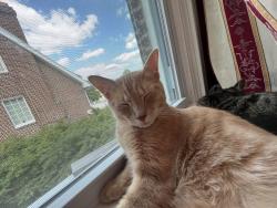 Reunited Male Cat last seen Marshall and Windermere ave , Upper Darby, PA 19026