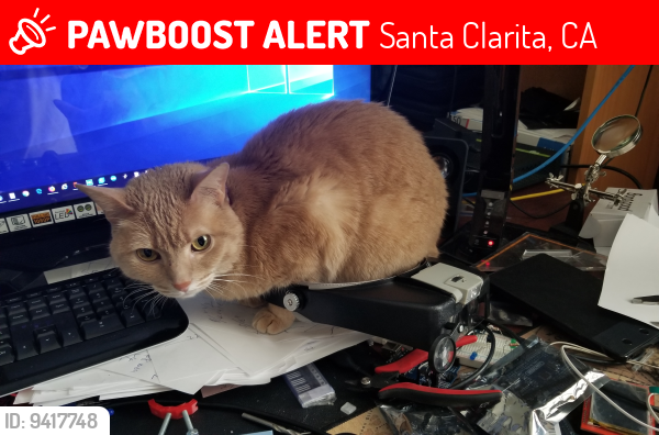 Lost Female Cat last seen Adamsboro Dr & Little Oak Ln, Santa Clarita, CA 91321