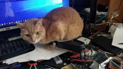 Lost Female Cat last seen Adamsboro Dr & Little Oak Ln, Santa Clarita, CA 91321