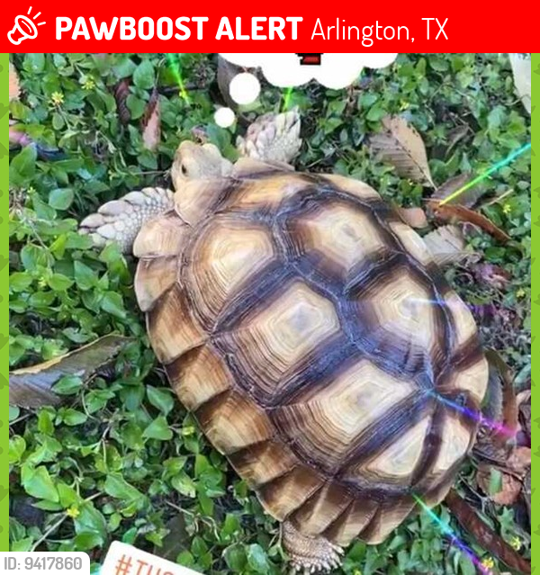 Lost Unknown Reptile last seen S Bowen Road and Norwood Ln (at Kroger), Arlington, TX 76013