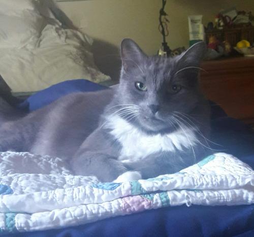 Lost Male Cat last seen Near 23rd Ave SE  Mays Pond, Bothell, WA 98012