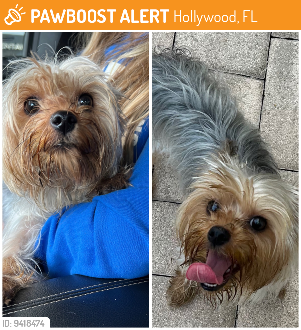 Found/Stray Unknown Dog last seen Fillmore and North Park Road, Hollywood, FL 33021